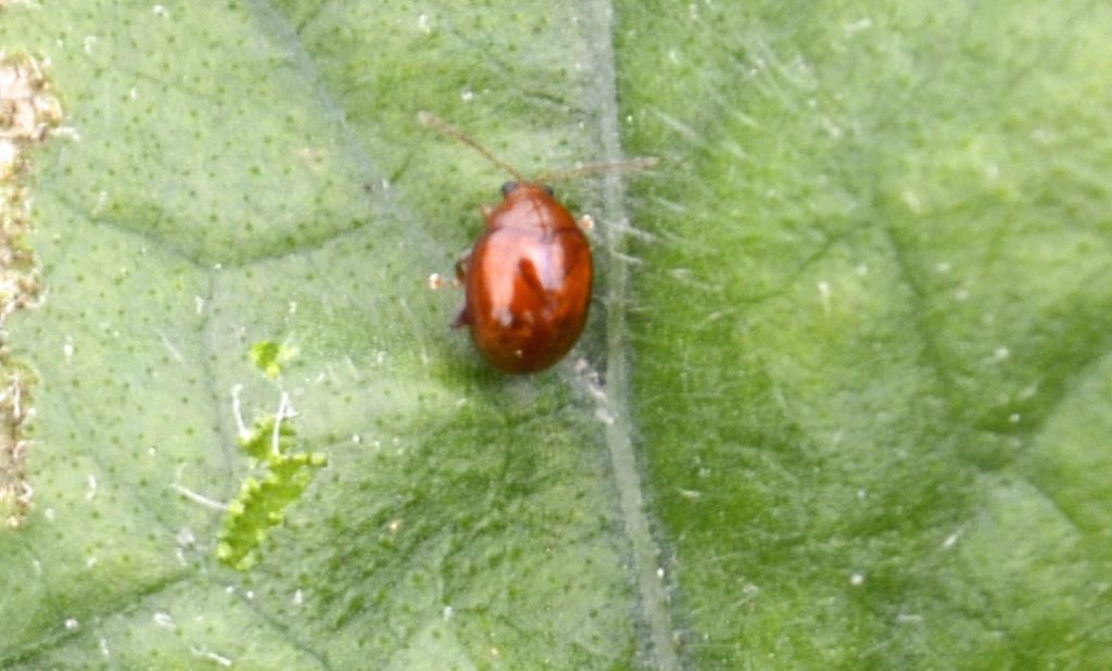 Sphaeroderma rubidum (cf.)